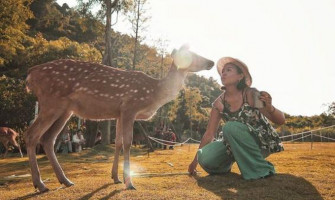 Khám phá xứ sở Bambi ở Đài Loan, nơi mà tất tần tật mọi thứ đều liên quan đến những chú hươu sao cực đáng yêu